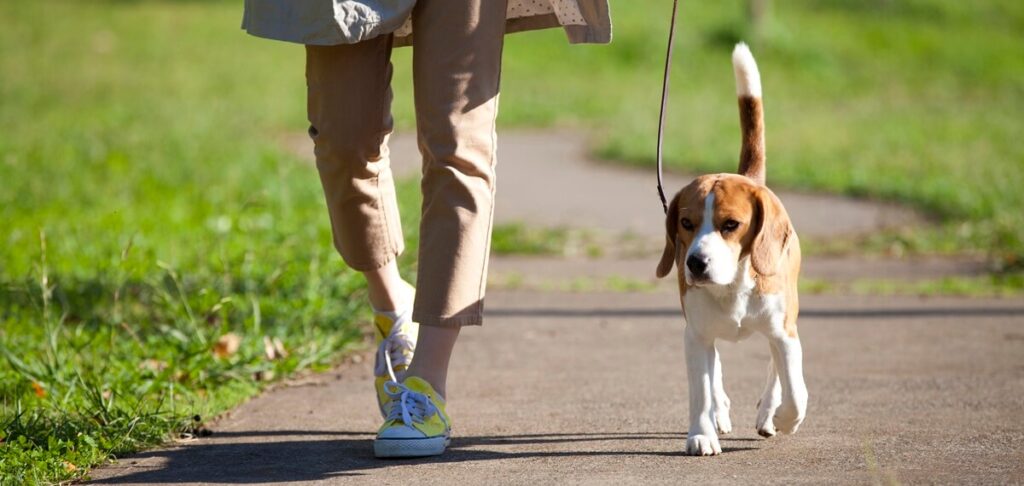 狂犬病とは